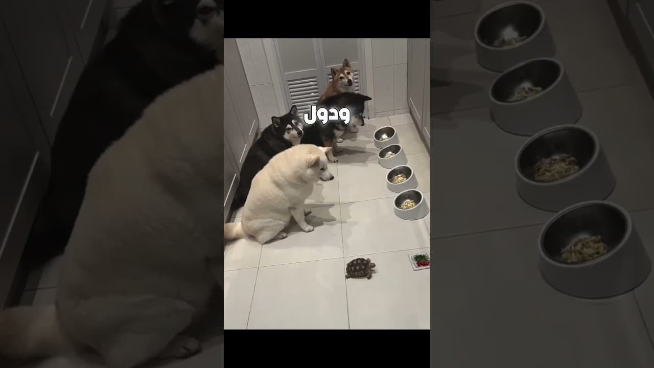 ضفدع يسبق كلب و طريقة صيد سمك مميزة 🐸