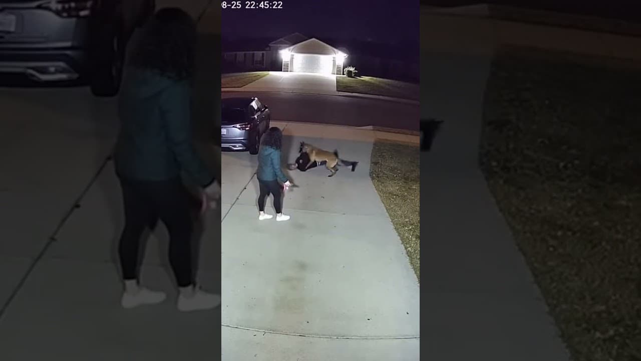 Belgian Malinois Driveway Ambush Intercept