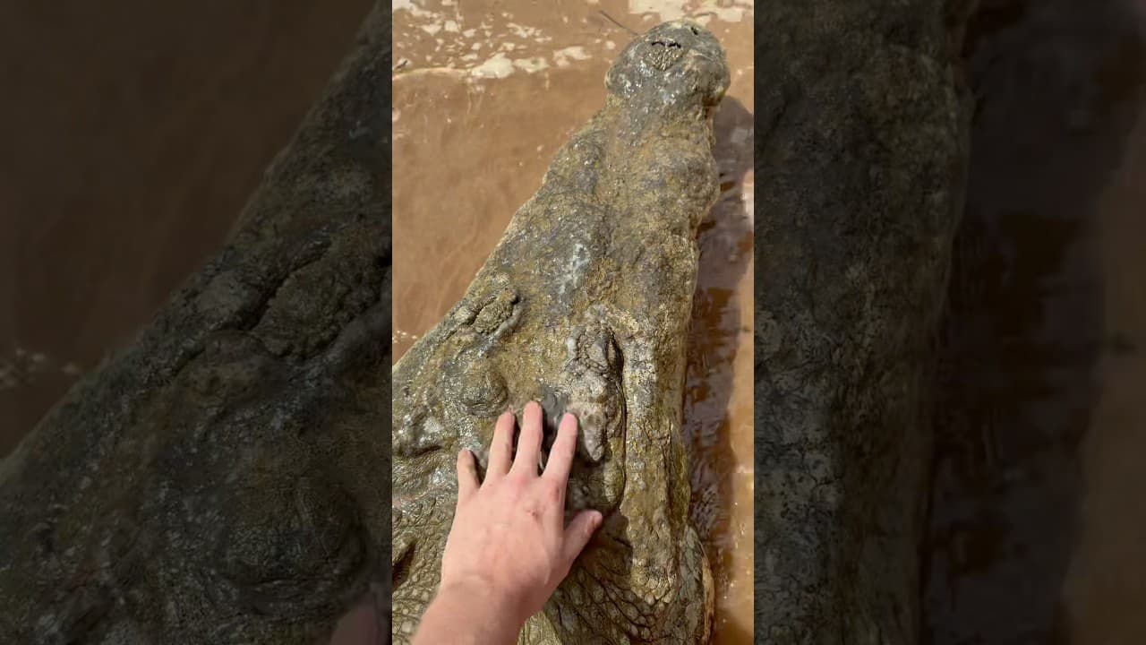 Biggest American crocodile I’ve ever seen! #crocodile#snake#frog#crazy#wildlife#nature#animals#cute