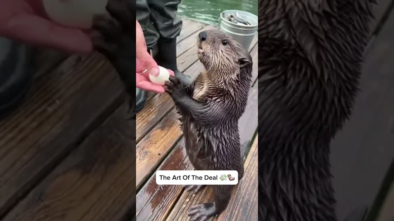 The Negotiation skills on this guy are 10/10 #otter #funnyanimals #cute #cuteanimals #shorts