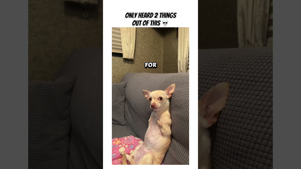 😭😭😭 #trashygas #gio #chihuahua #emmy #lol #dog #dogs #pet #pets #dogshorts #animals #funny
