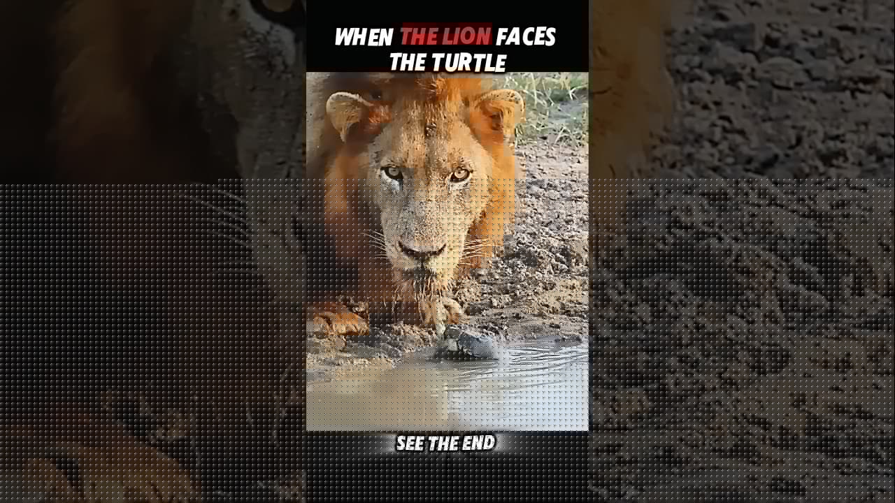 Even Lions Fear Turtles… But Not Cats 🐢🦁😼 #trending #animals #wildlife #youtubeshorts #cat #lion